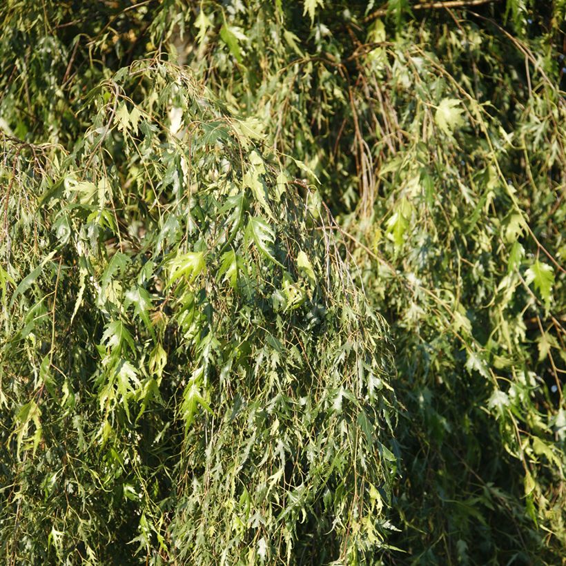 Rauduskoivu Gracilis (Lehvistö)