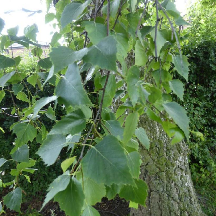 Rauduskoivu Tristis (Lehvistö)