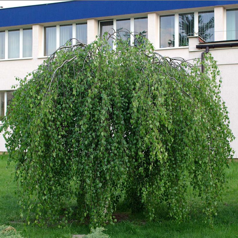 Rauduskoivu Youngii (Kasvutapa)