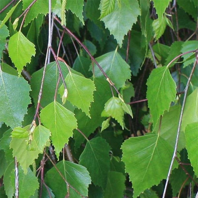 Rauduskoivu - Betula pendula (Lehvistö)