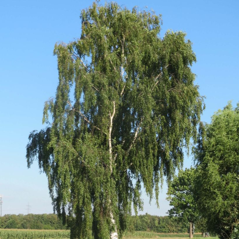 Rauduskoivu - Betula pendula (Kasvutapa)