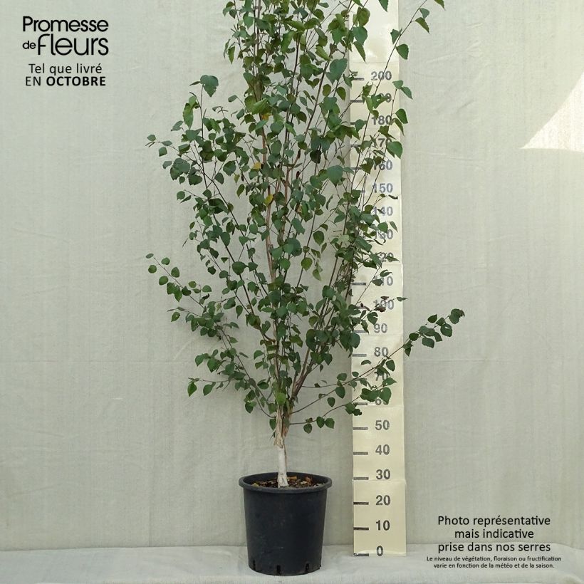 Esimerkki syksyllä toimitetusta Rauduskoivu - Betula pendula 18 litran/20 litran ruukku-taimesta