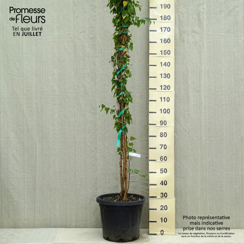 Esimerkki kesällä toimitetusta Rauduskoivu - Betula pendula Ruukku 18L / 20L-taimesta
