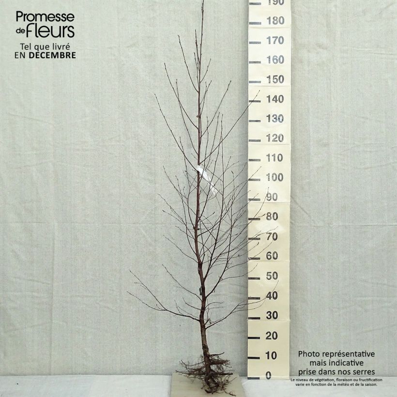 Esimerkki talvella toimitetusta Rauduskoivu - Betula pendula Paljasjuurinen-taimesta