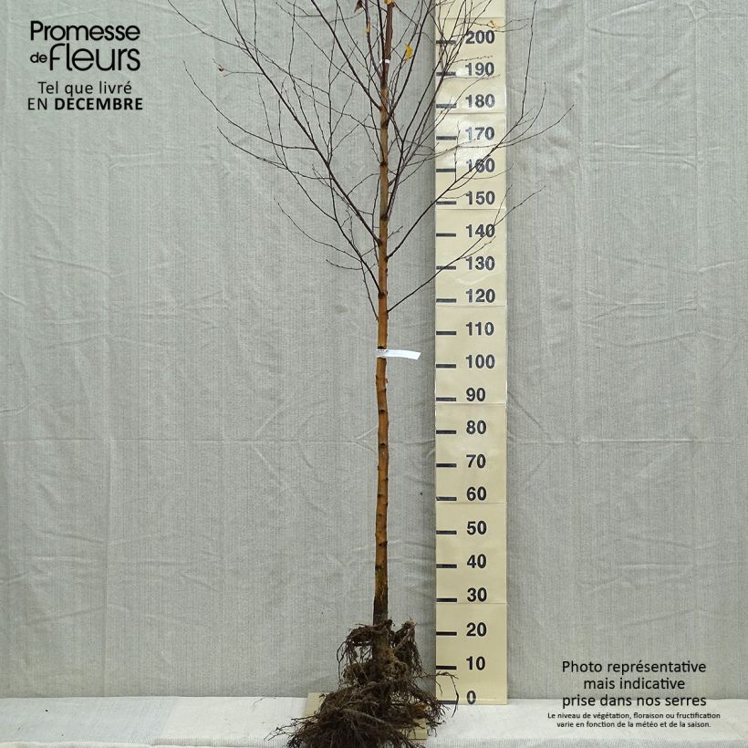 Esimerkki talvella toimitetusta Rauduskoivu - Betula pendula Paljasjuurinen, Tige-taimesta