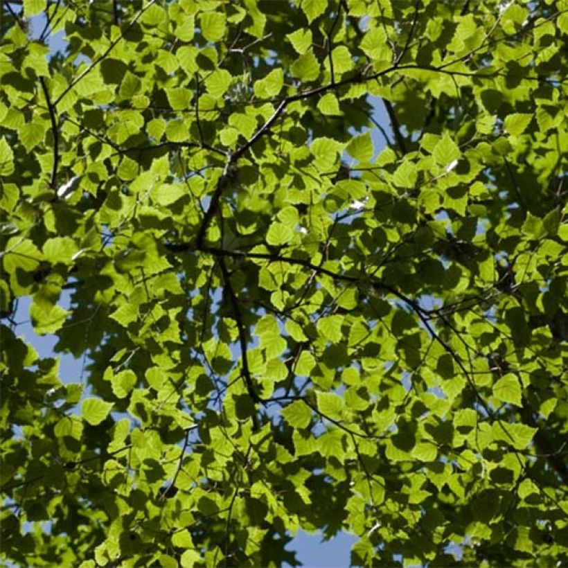 Hieskoivu - Betula pubescens (Lehvistö)