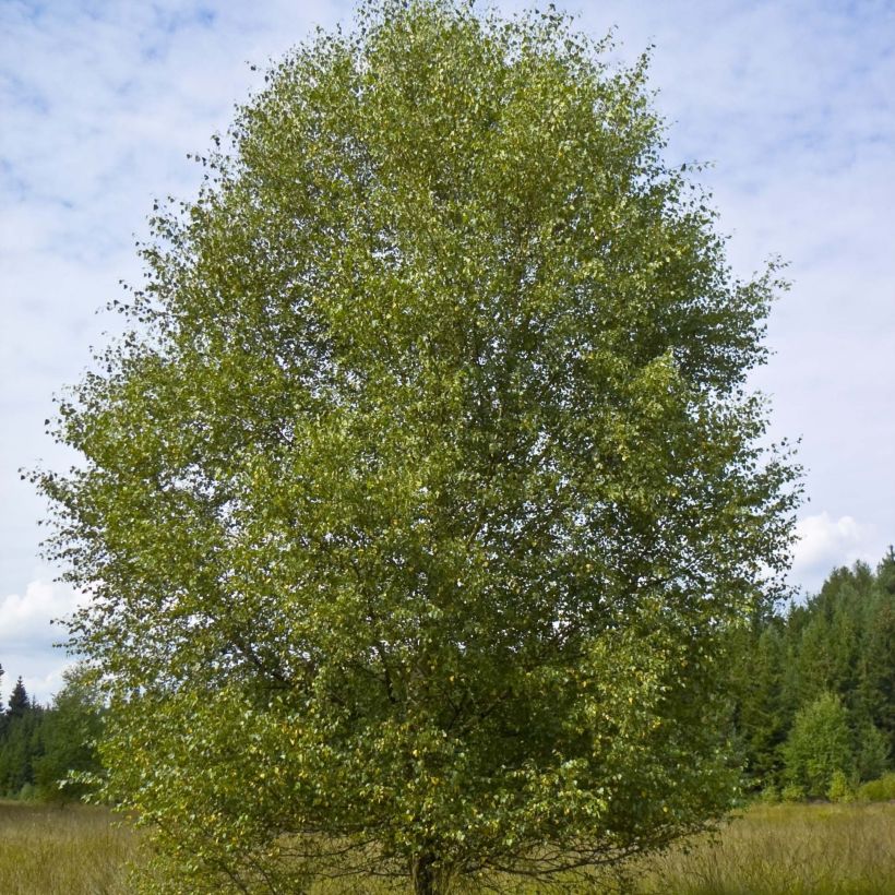 Hieskoivu - Betula pubescens (Kasvutapa)