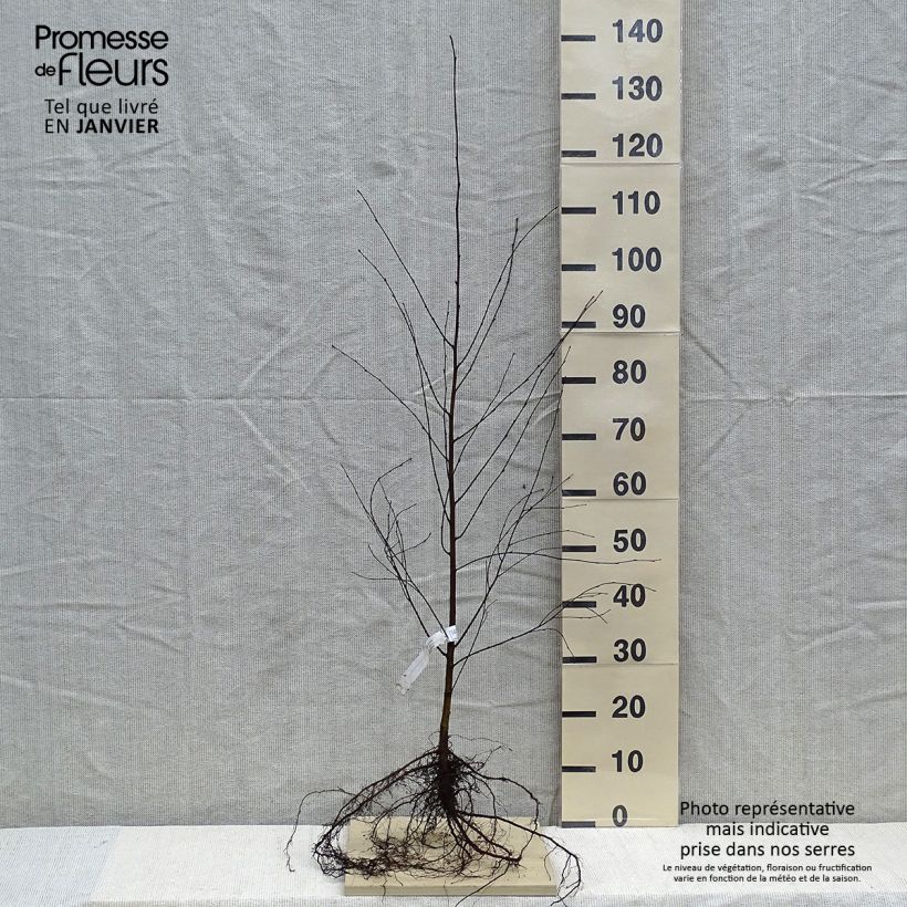 Esimerkki talvella toimitetusta Hieskoivu - Betula pubescens Petites Racines nues-taimesta