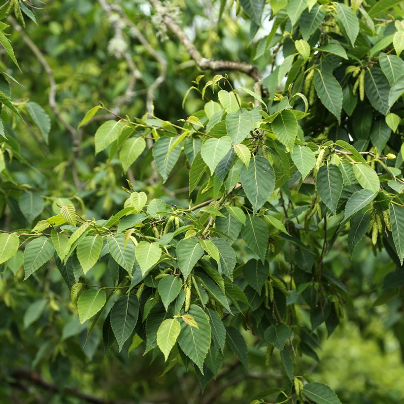 Himalajankoivu - Betula utilis var. prattii (Lehvistö)