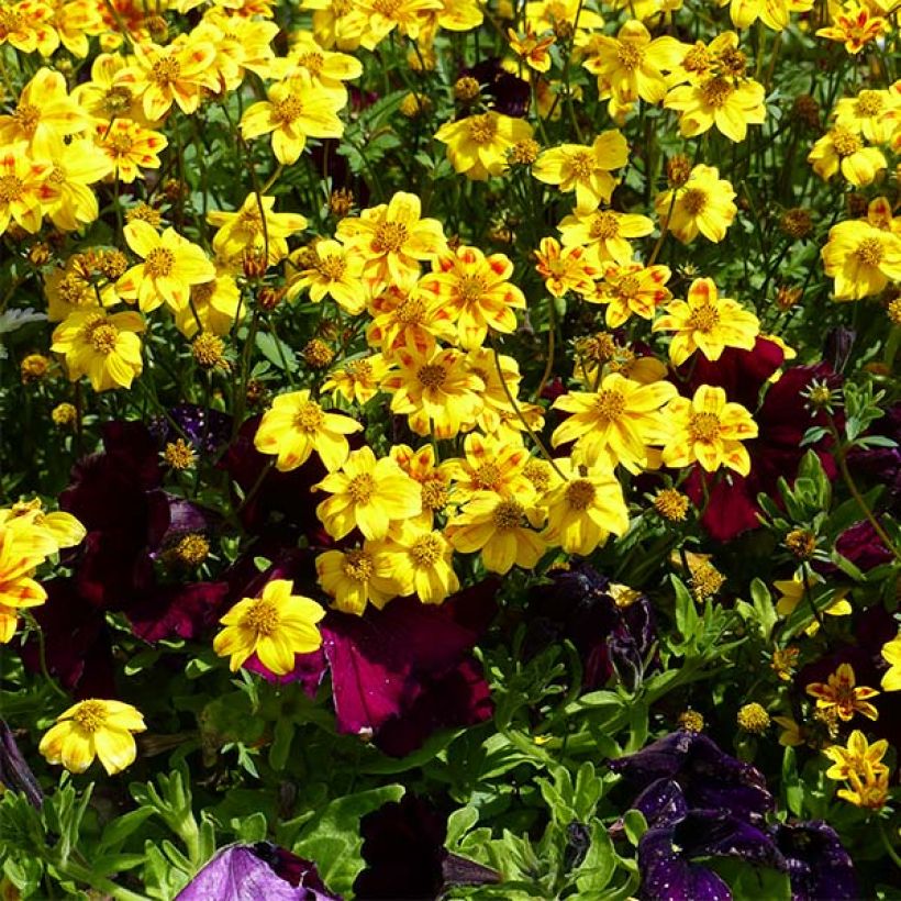Rusoki Beedance Painted Yellow (Kasvutapa)