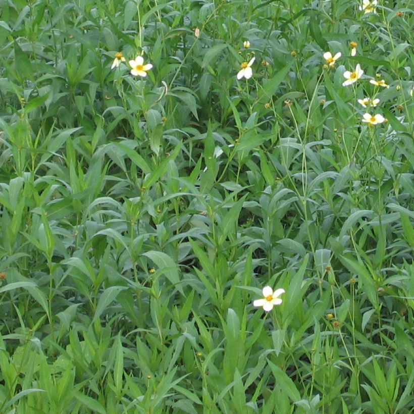 Rusoki Bidens aurea (Lehvistö)