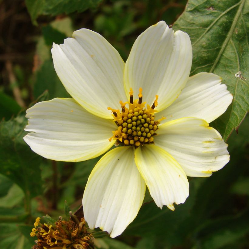 Rusoki Bidens aurea (Kukinta)