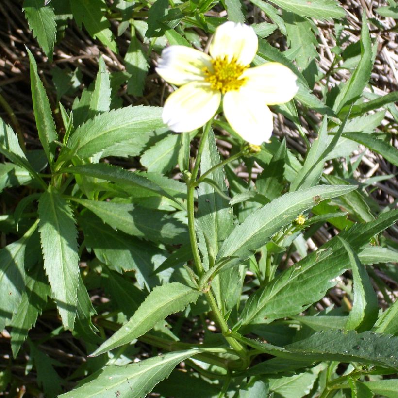 Rusoki Bidens aurea (Kasvutapa)