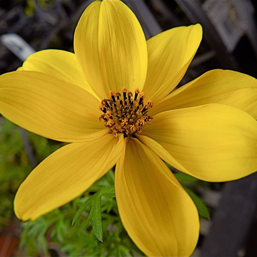 Amppelirusokki - Bidens ferulifolia (Kukinta)