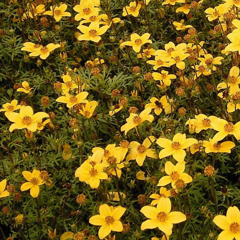 Amppelirusokki - Bidens ferulifolia (Kasvutapa)