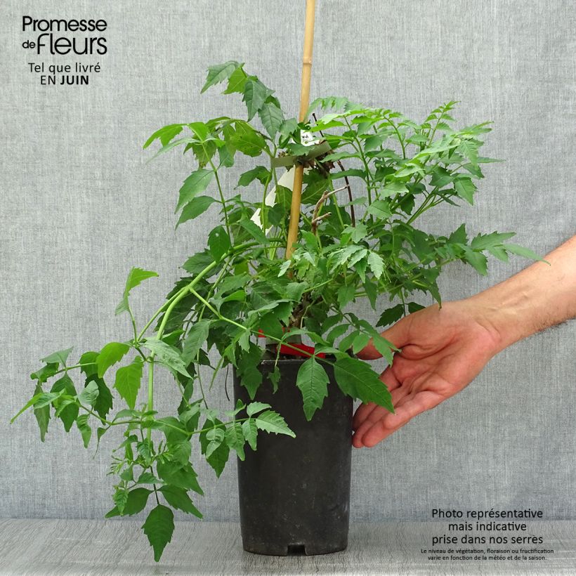 Esimerkki kesällä toimitetusta Tarhatrumpettiköynnös Summer Jazz Fire Pot de 2L/3L-taimesta