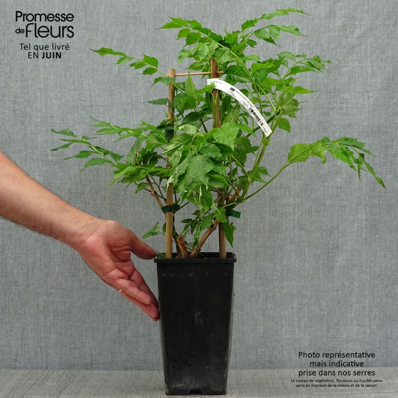 Esimerkki kesällä toimitetusta Tarhatrumpettiköynnös Orangeade Pot de 1,5L/2L-taimesta