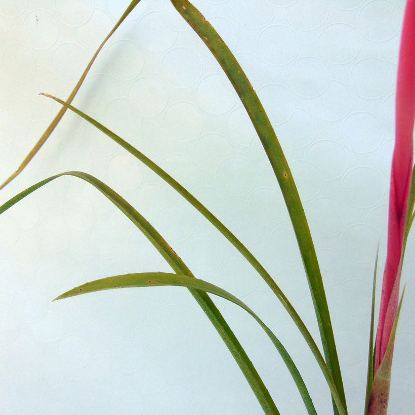 Nuokkupapinkaura - Billbergia nutans (Lehvistö)