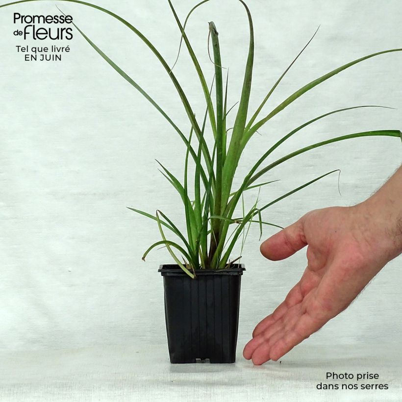 Esimerkki kesällä toimitetusta Nuokkupapinkaura - Billbergia nutans Taimiruukku 7/8 cm-taimesta