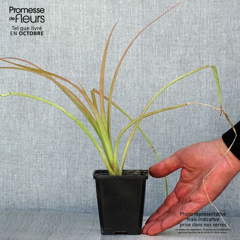 Esimerkki syksyllä toimitetusta Nuokkupapinkaura - Billbergia nutans 7/8 cm taimiruukku-taimesta