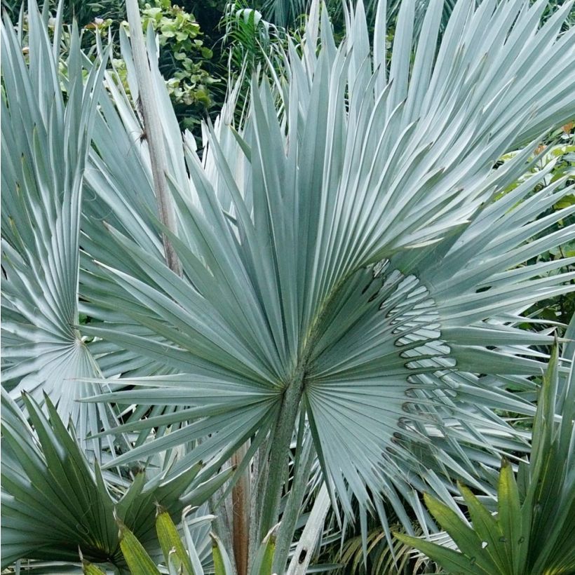 Kanslerinpalmu - Bismarckia nobilis (Lehvistö)