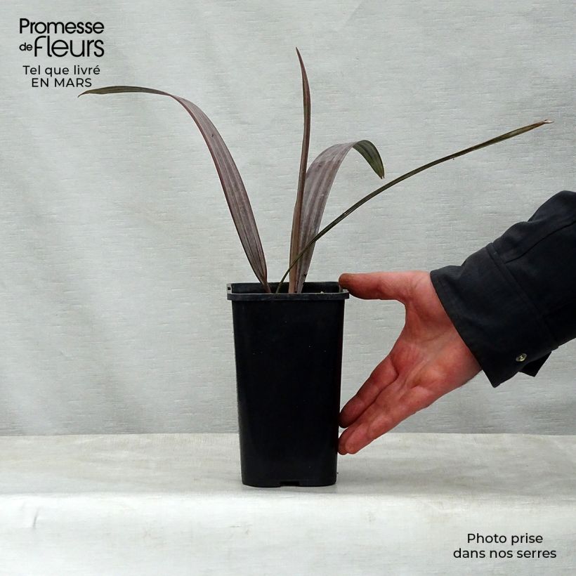 Esimerkki keväällä toimitetusta Kanslerinpalmu - Bismarckia nobilis Pot de 12 cm / 13 cm-taimesta