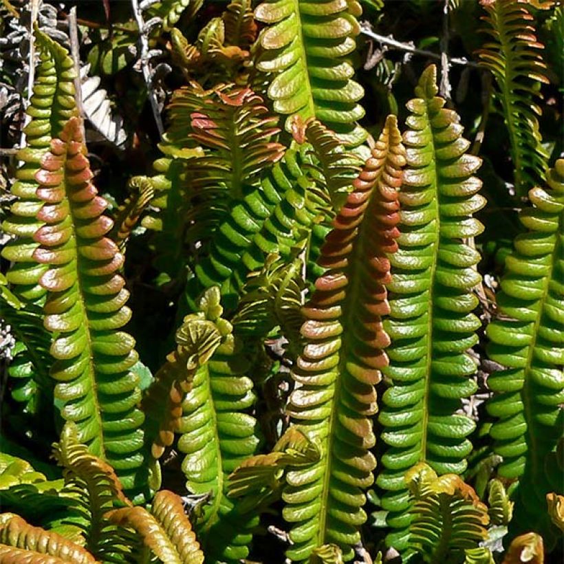 Etelänkampasaniainen - Blechnum penna-marina (Lehvistö)