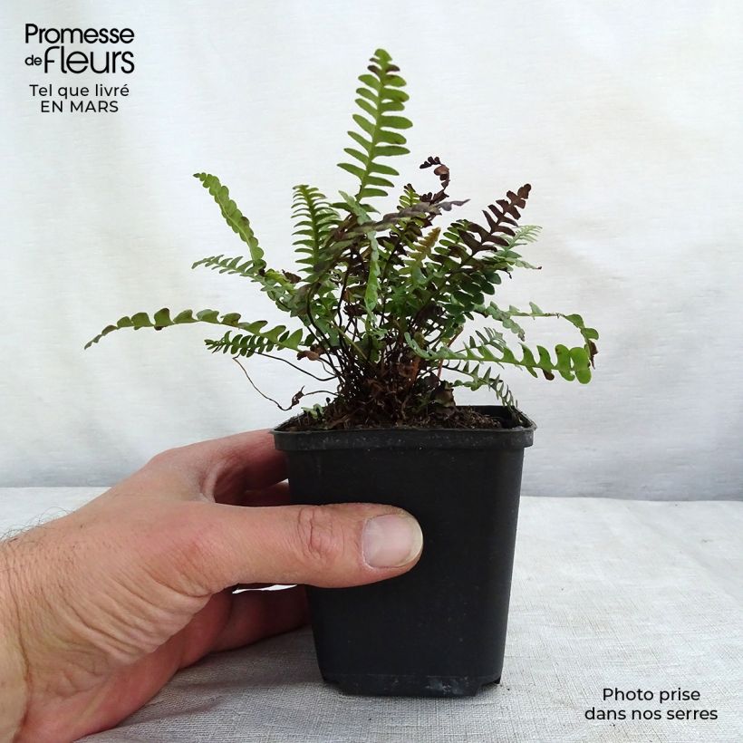Esimerkki keväällä toimitetusta Etelänkampasaniainen - Blechnum penna-marina Godet de 8/9 cm-taimesta