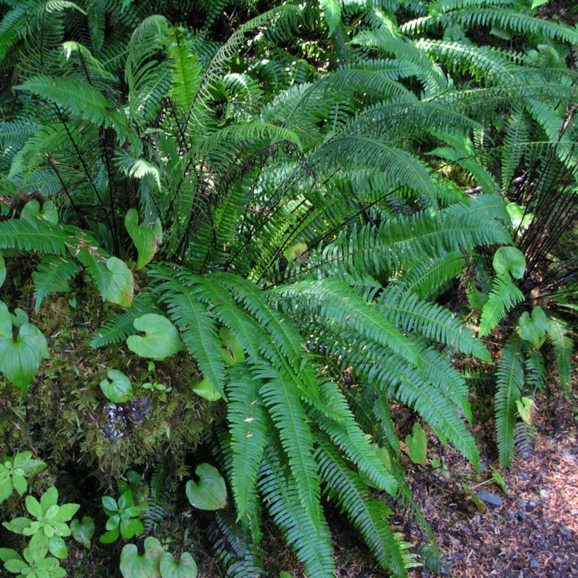 Kampasaniainen - Blechnum spicant (Kasvutapa)