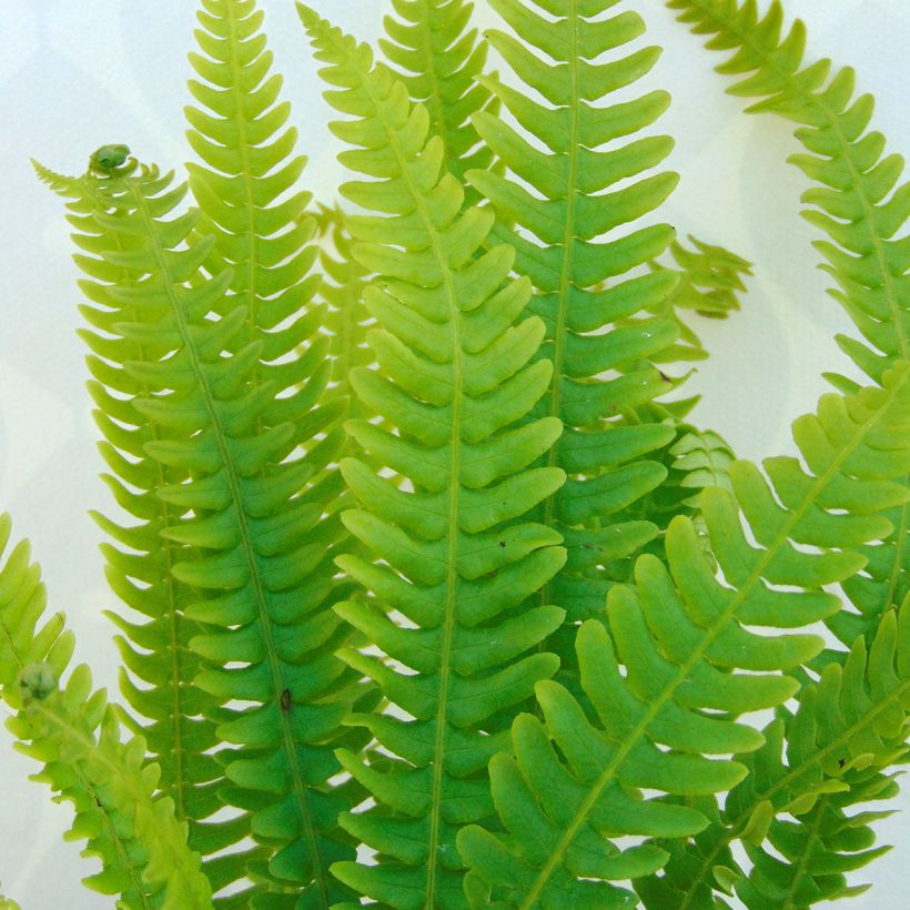 Kampasaniainen - Blechnum spicant (Lehvistö)