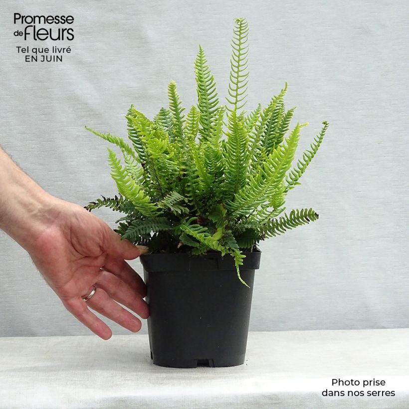 Esimerkki kesällä toimitetusta Kampasaniainen - Blechnum spicant Taimiruukku 8/9 cm-taimesta