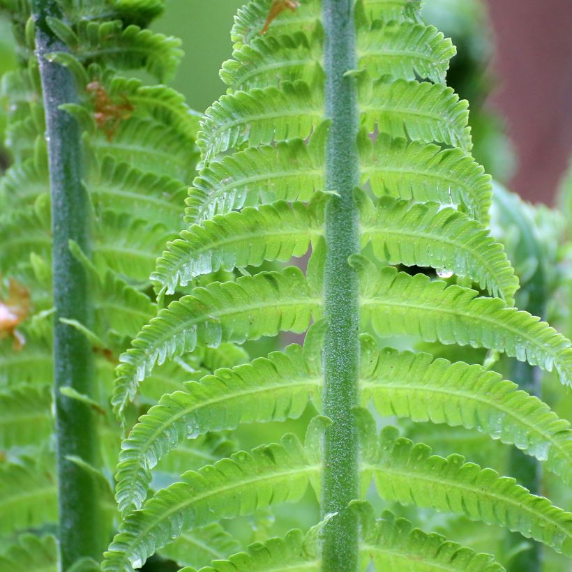 Kampasaniainen - Blechnum discolor (Lehvistö)