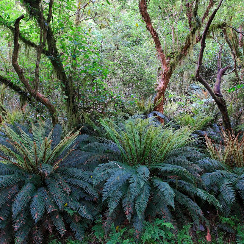 Kampasaniainen - Blechnum discolor (Kasvutapa)