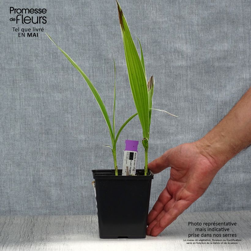 Example of Mikadonkämmen Alba Pot de 1L/1,5L as you get in printemps
