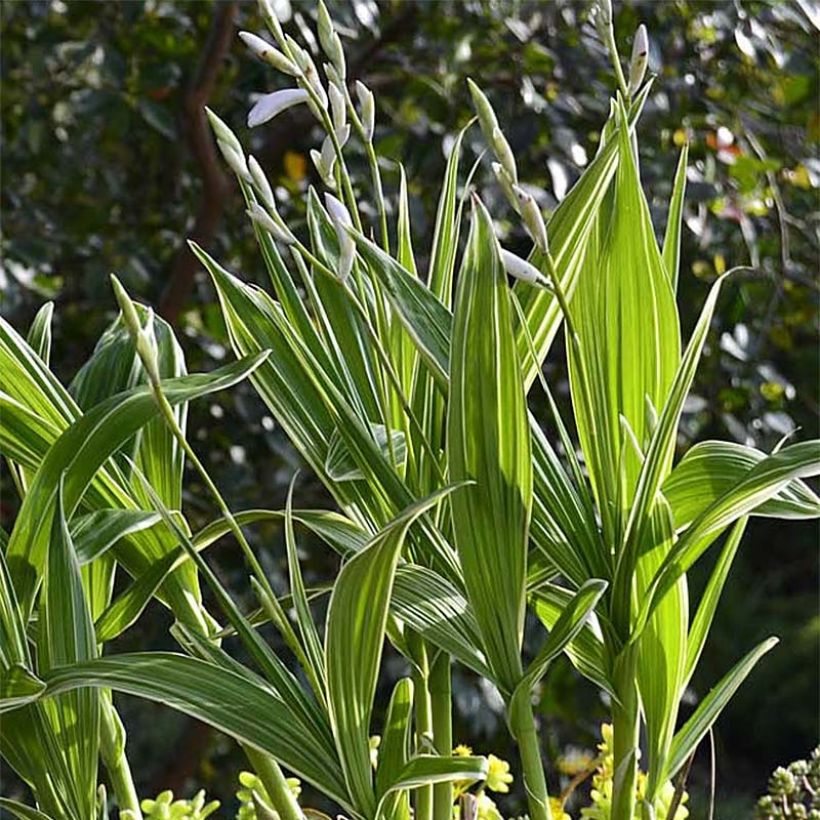 Mikadonkämmen Alba Variegata (Kasvutapa)
