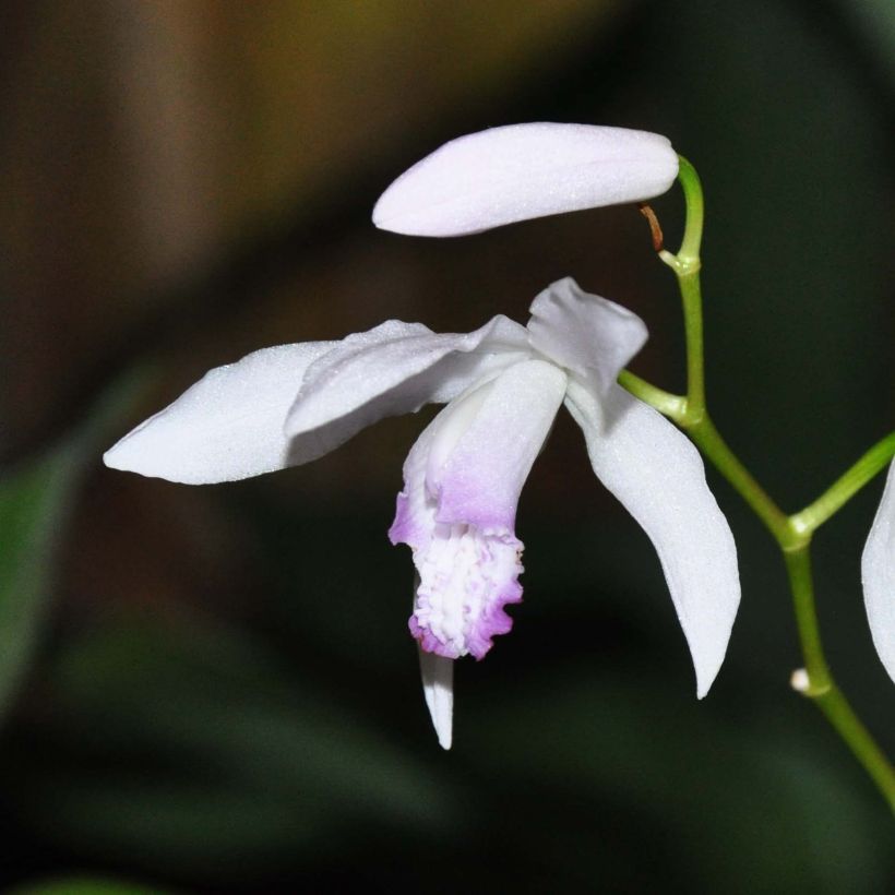 Mikadonkämmen Kuchi-beni (Flowering)