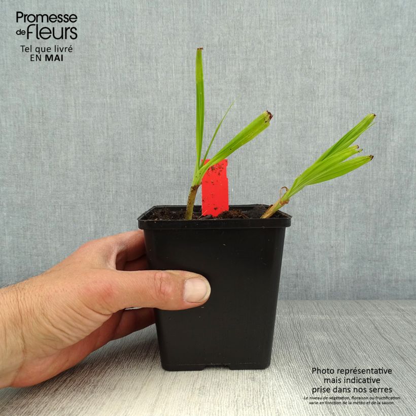 Example of Mikadonkämmen Kuchi-beni Godet de 8/9 cm size I as you get in printemps