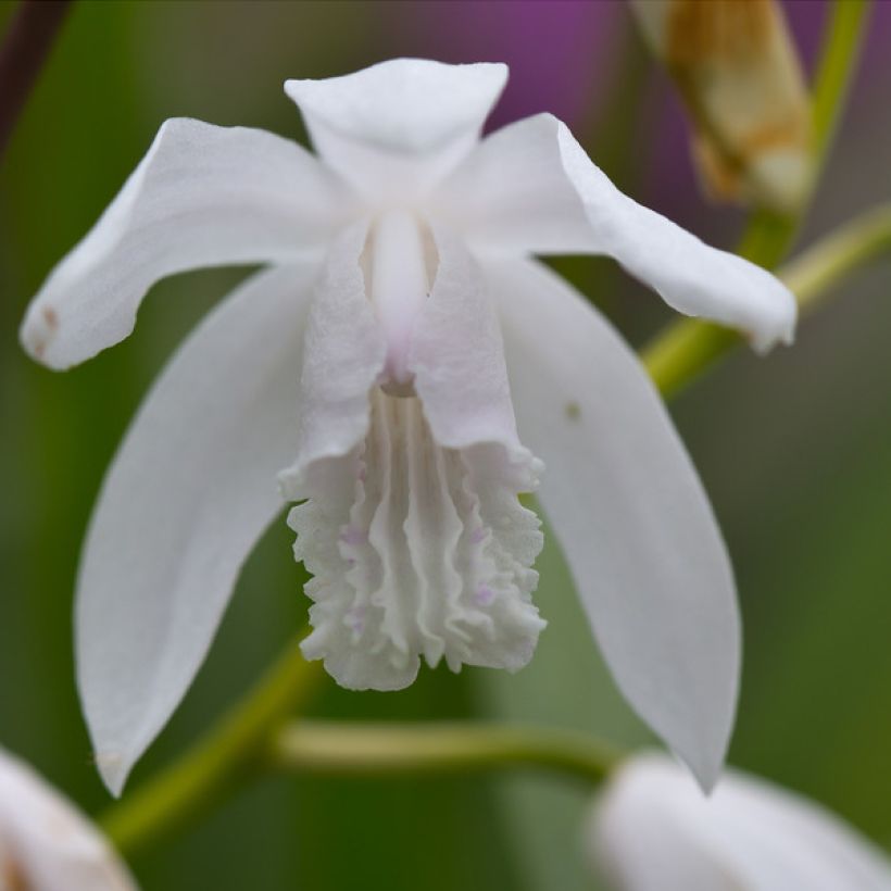 Mikadonkämmen f. gebina (Flowering)