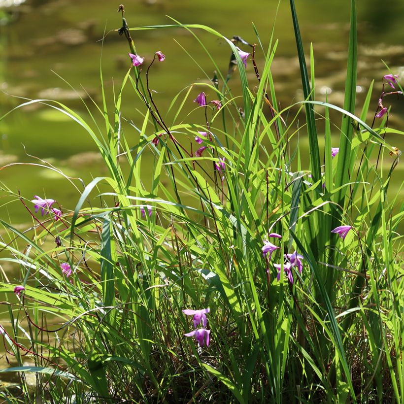 Mikadonkämmen Purple (Kasvutapa)