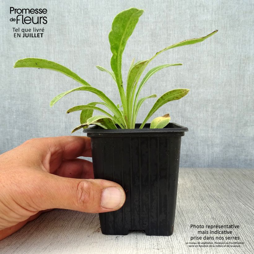 Esimerkki kesällä toimitetusta Vuorikaunokki - Centaurea montana Taimiruukku 7/8 cm-taimesta