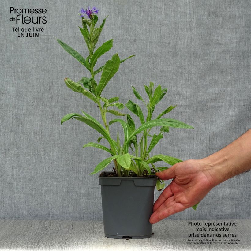 Esimerkki kesällä toimitetusta Vuorikaunokki - Centaurea montana Ruukku 2L / 3L-taimesta