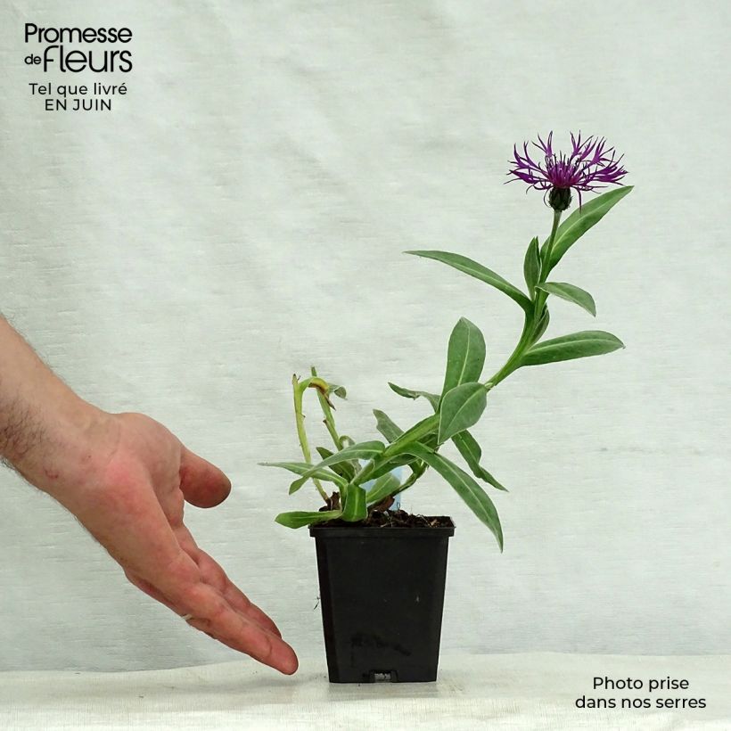 Esimerkki kesällä toimitetusta Vuorikaunokki Amethyst Dream Taimiruukku 8/9 cm-taimesta