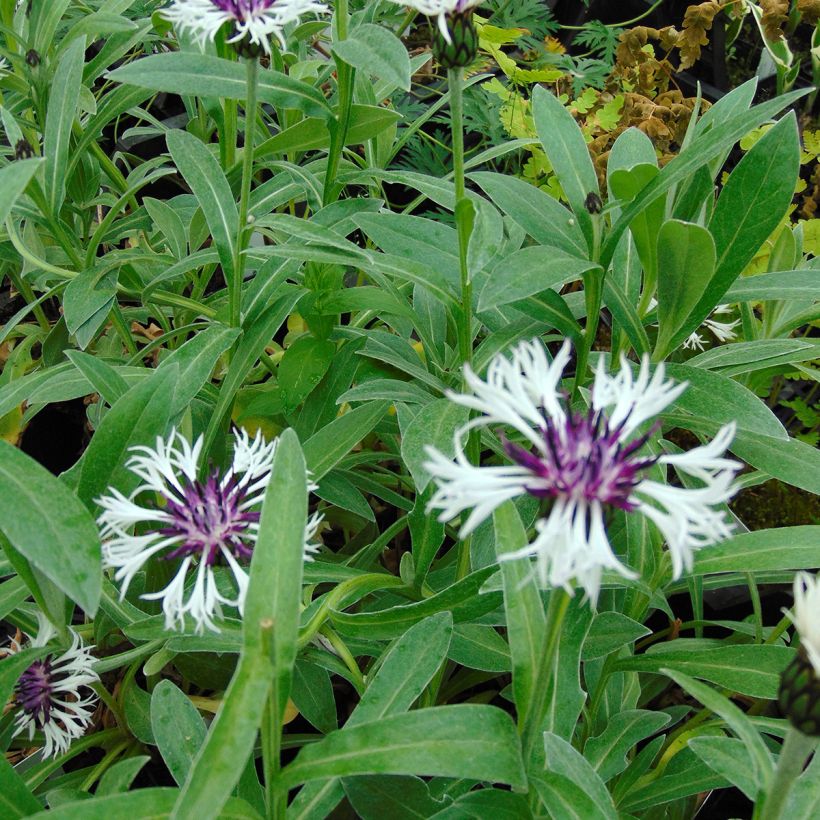 Vuorikaunokki Purple Heart (Lehvistö)