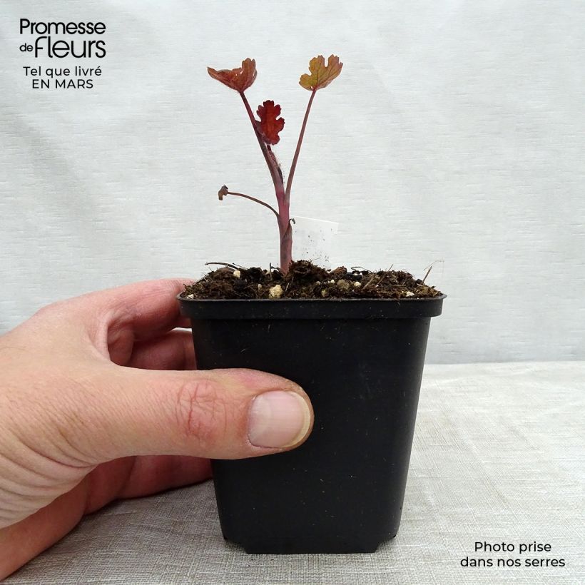 Esimerkki keväällä toimitetusta Pronssihuisku-unikko Spetchley Ruby Godet de 8/9 cm-taimesta