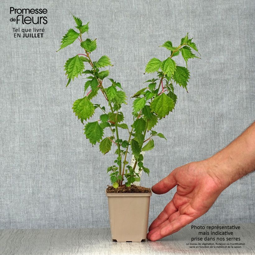 Esimerkki kesällä toimitetusta Rami - Boehmeria spicata Godet de 8/9 cm-taimesta