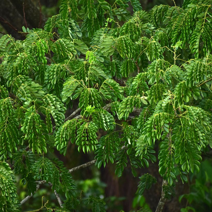 Albizzia lebbeck (Lehvistö)