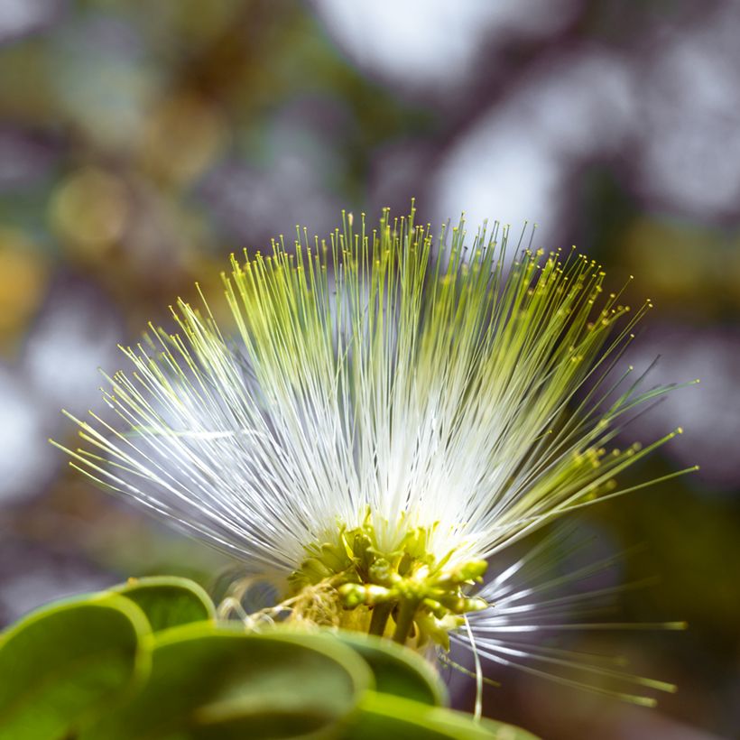 Albizzia lebbeck (Kukinta)