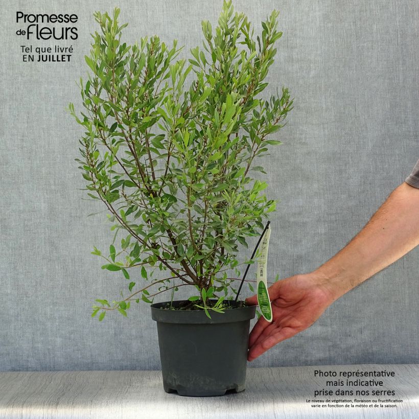 Esimerkki kesällä toimitetusta Suomyrtti - Myrica gale Ruukku 1,5L / 2L-taimesta