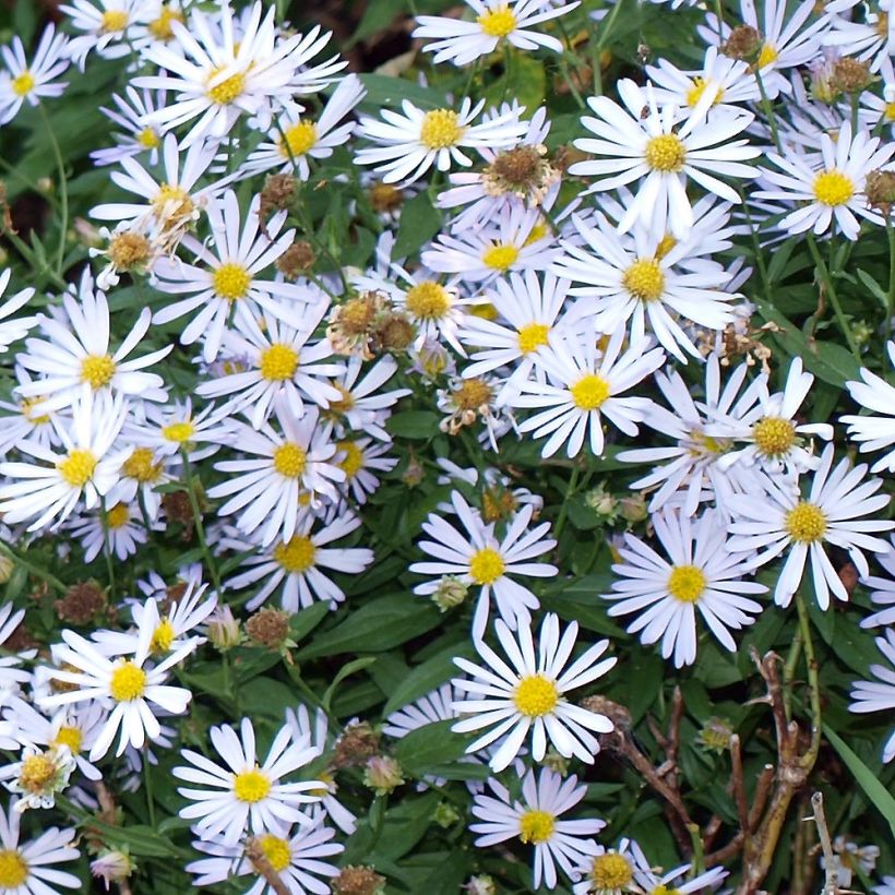 Lumeasteri Latisquama (Kukinta)