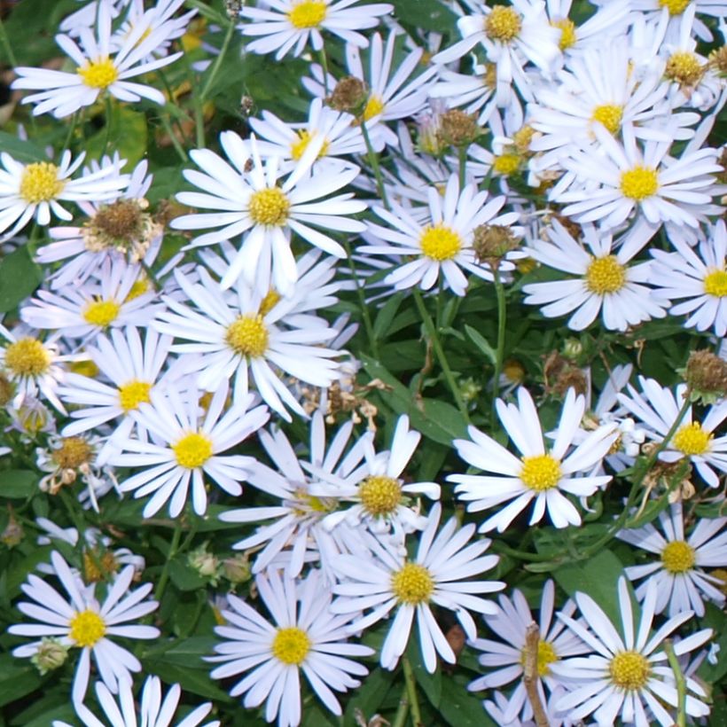Lumeasteri Snowbank (Kukinta)